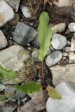 genus Rumex