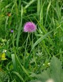 genus Allium