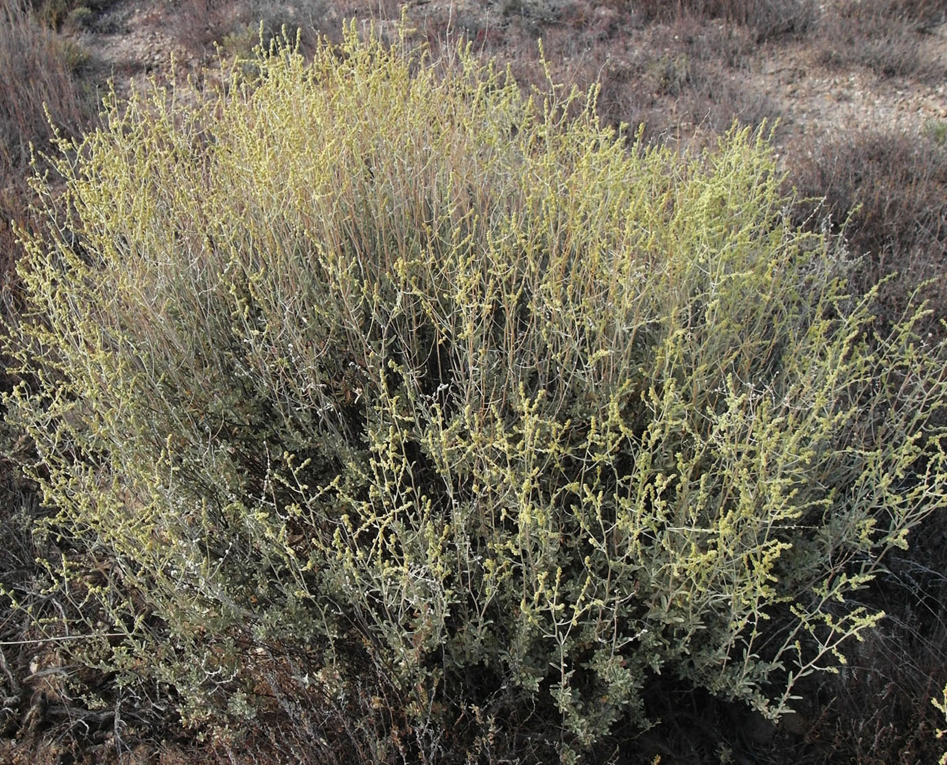 Image of Atriplex cana specimen.