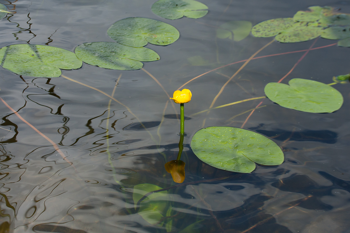 Изображение особи Nuphar lutea.