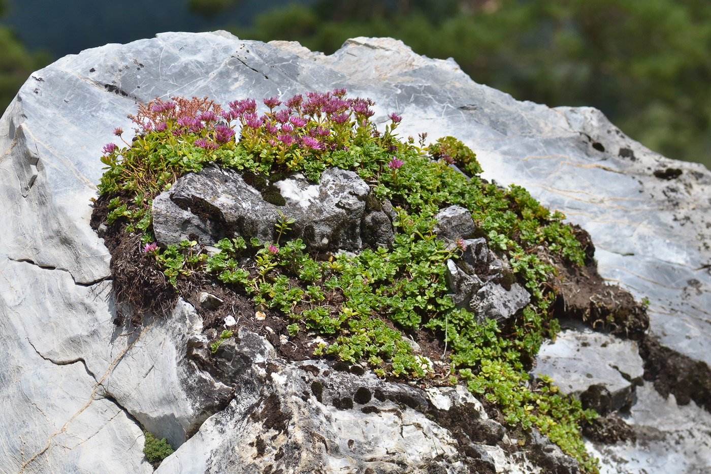 Изображение особи Sedum spurium.