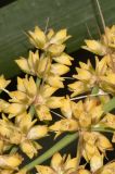 Lomandra longifolia