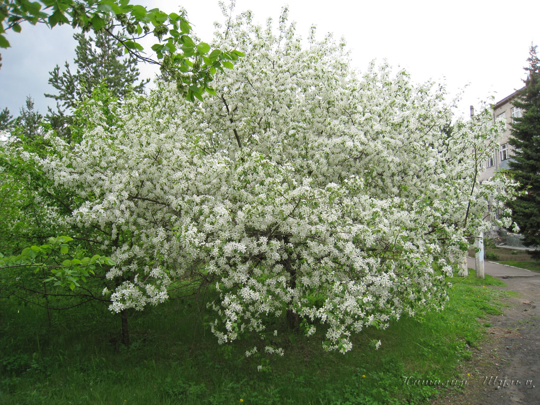 Image of Malus baccata specimen.