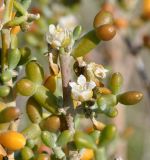 Tetraena alba