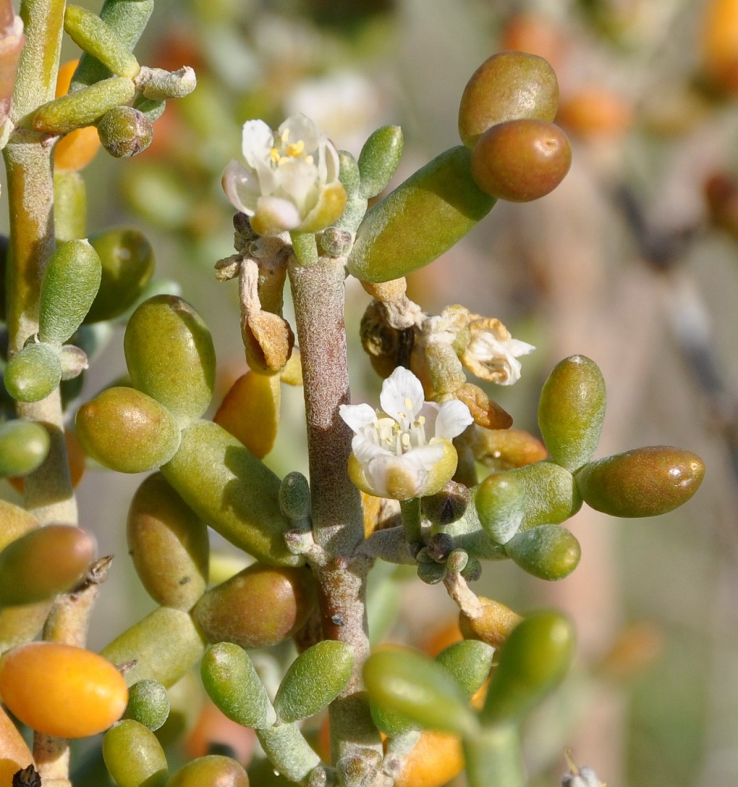 Изображение особи Tetraena alba.