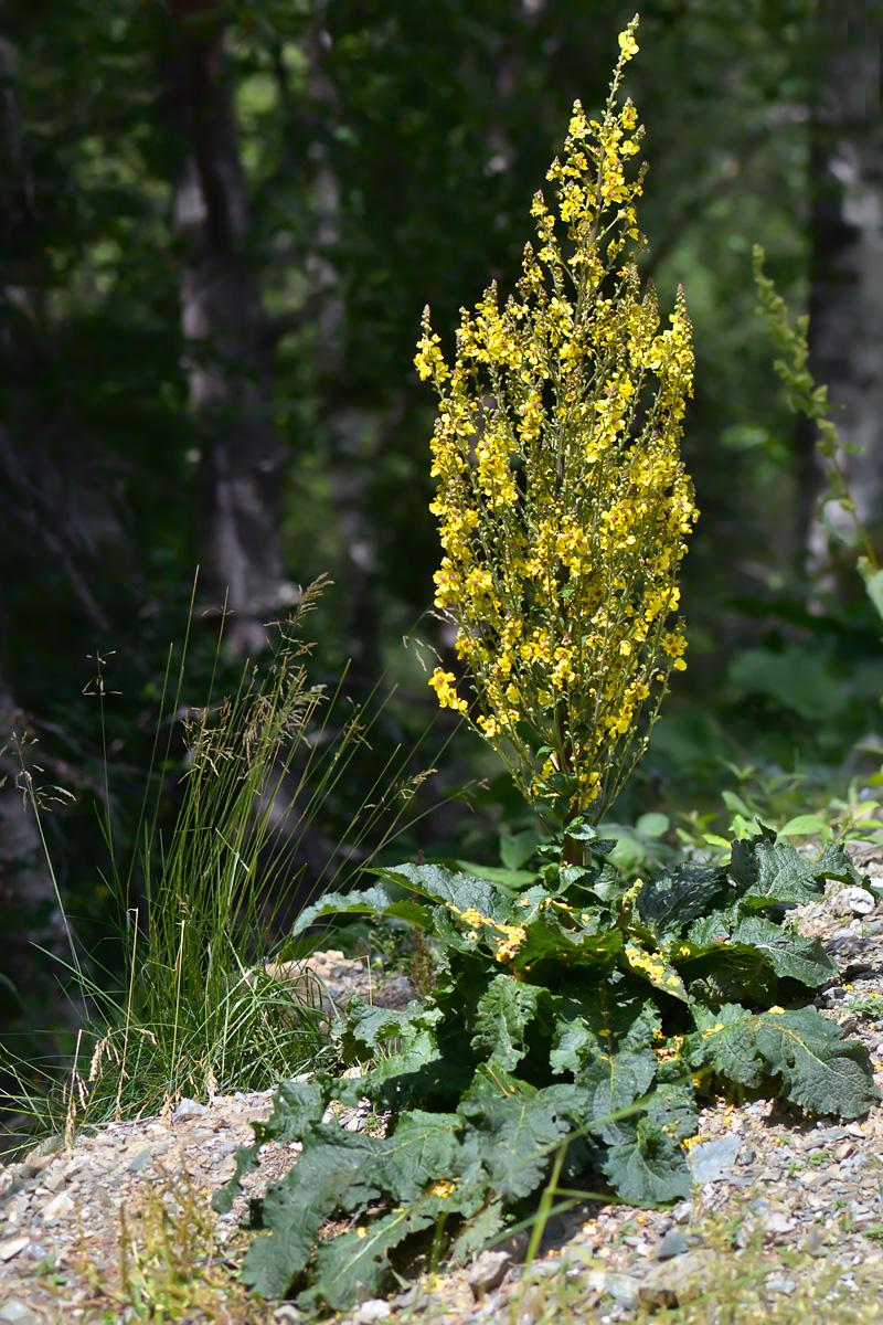 Изображение особи Verbascum laxum.