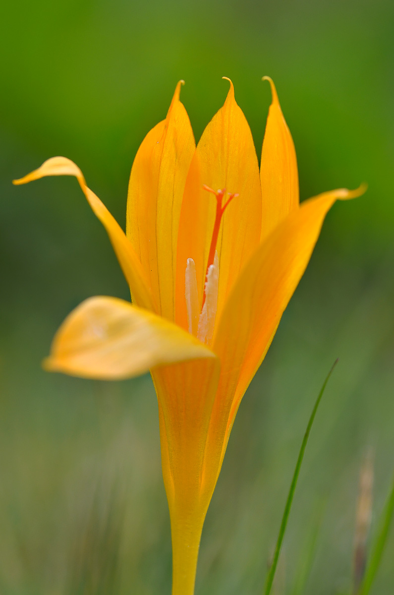 Изображение особи Crocus scharojanii.