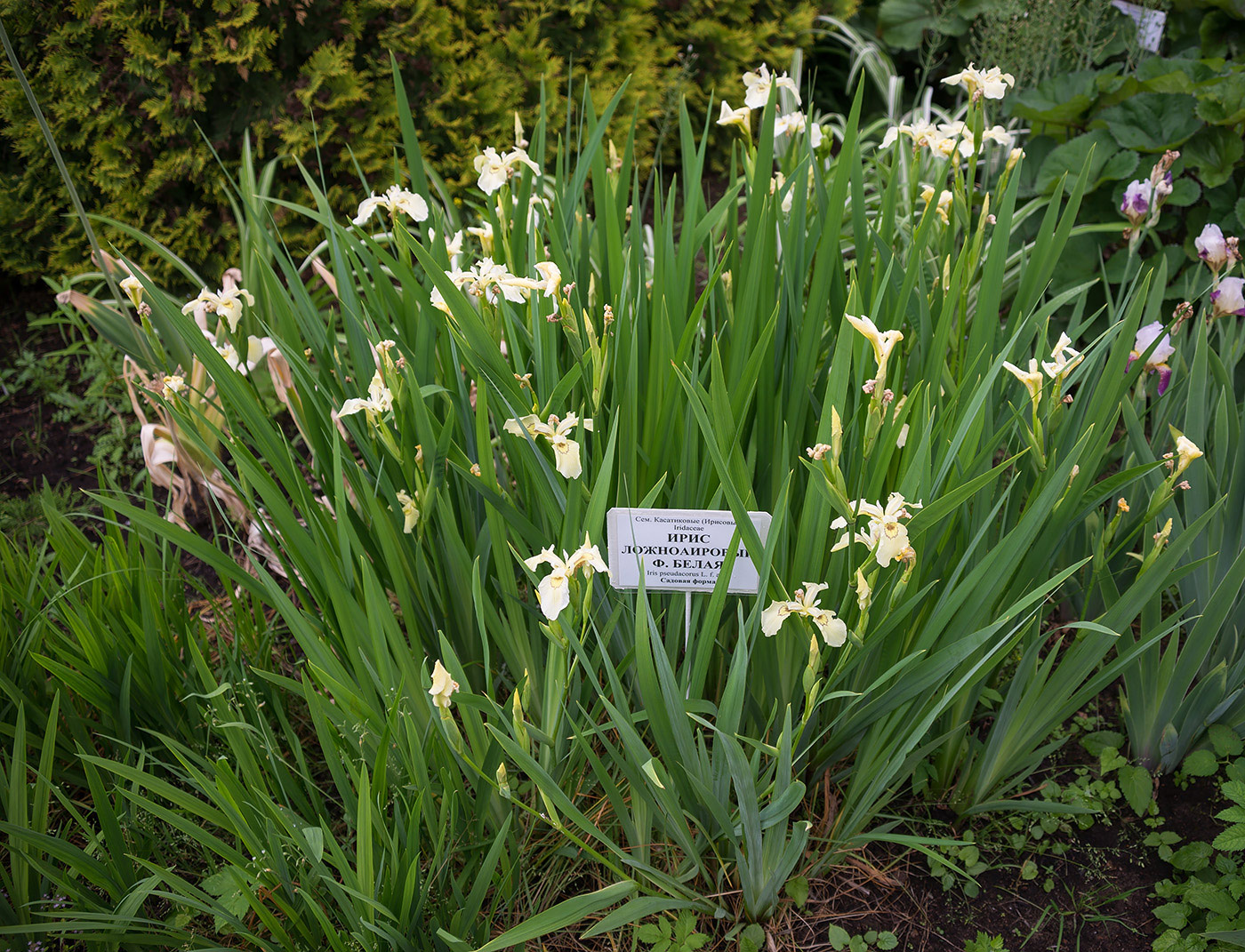 Image of Iris pseudacorus specimen.