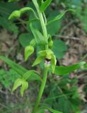 Epipactis euxina. Часть соцветия с цветками и бутонами. Краснодарский край, м/о город-курорт Геленджик, окр. хут. Джанхот, гора Святая Нина, горельник в сосновом лесу. 10 июня 2017 г.