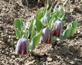 Fritillaria kurdica