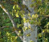 Populus tremula. Ветвь с молодыми листьями на фоне ствола дерева. Московская обл., Раменский р-н, окр. дер. Хрипань, садовый участок. 07.05.2019.