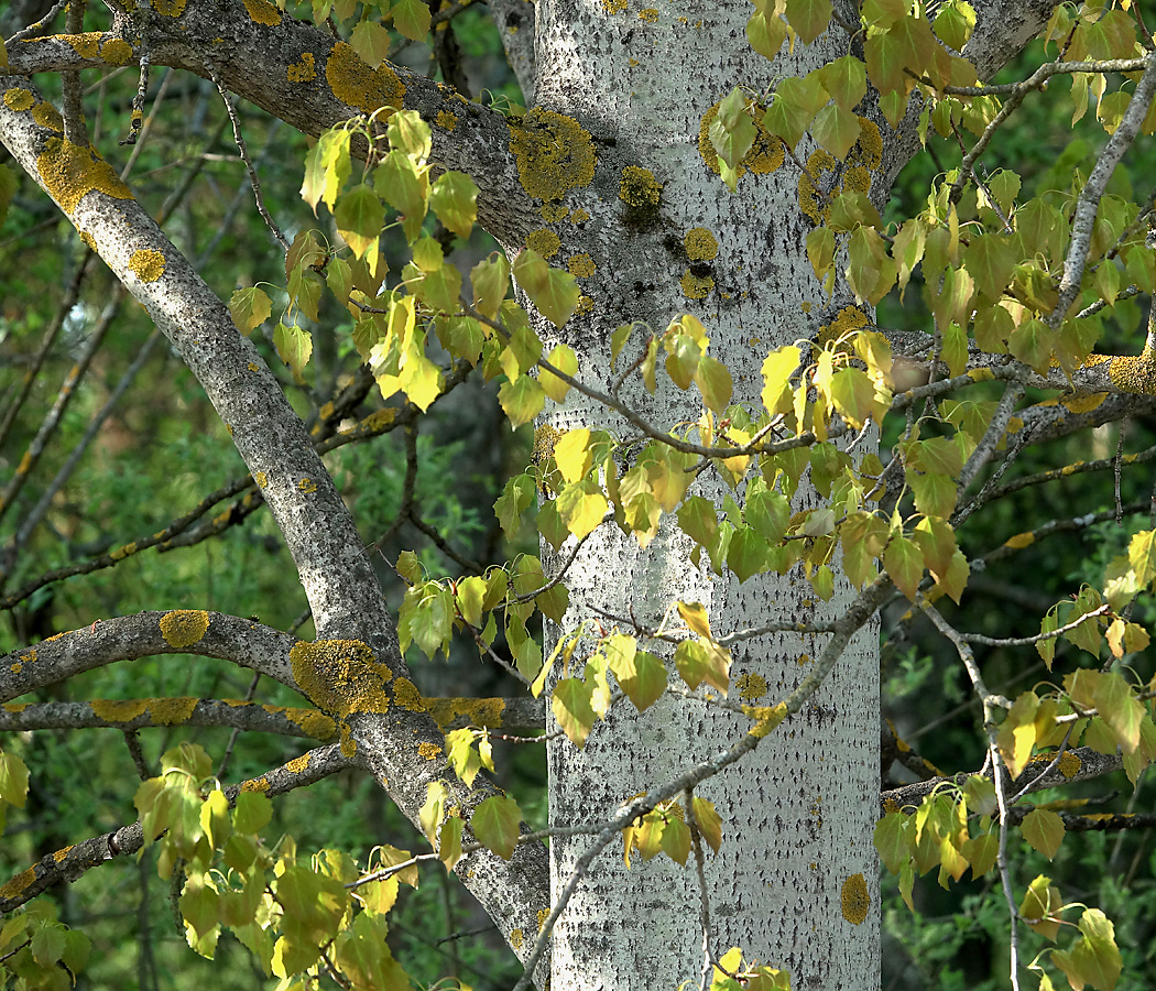 Изображение особи Populus tremula.