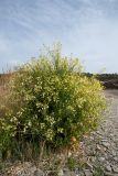 Raphanus maritimus. Цветущее растение. Испания, Каталония, провинция Жирона, комарка Альт-Эмпорда, окр. г. Кадакес, берег моря. 01.04.2019.