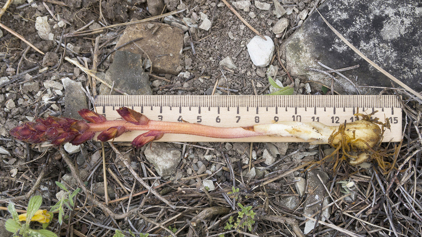 Image of Orobanche alba ssp. xanthostigma specimen.