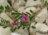 Vicia cordata