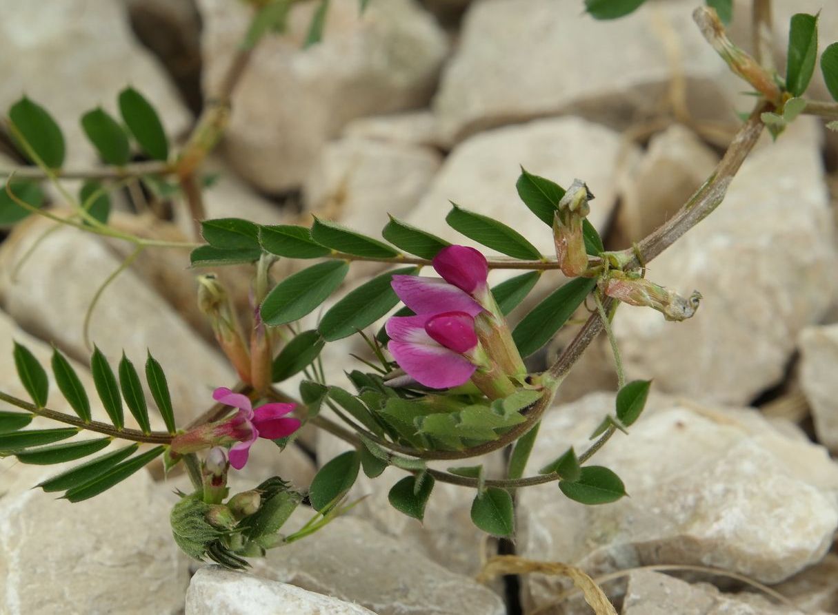 Image of Vicia cordata specimen.