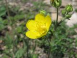 Potentilla agrimonioides. Цветок. Дагестан, Левашинский р-н, окр. с. Леваши, ок. 1500 м н.у.м., каменистое место. 01.06.2019.
