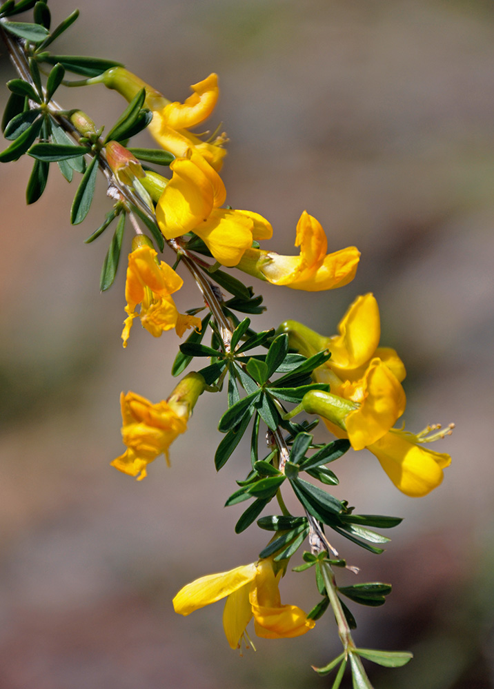 Image of Caragana pygmaea specimen.