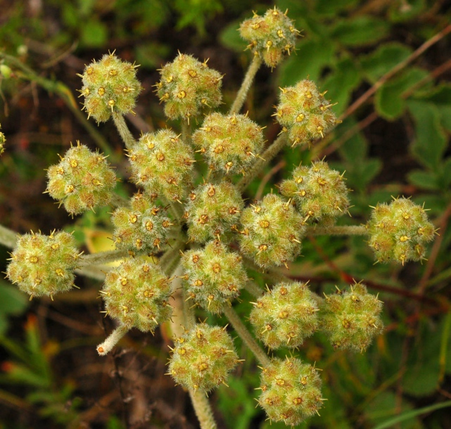 Image of Glehnia litoralis specimen.