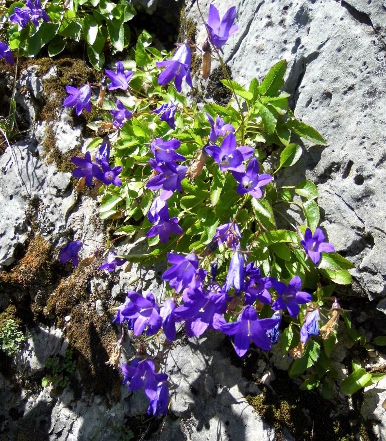Image of Campanula autraniana specimen.