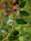 Ziziphus jujuba. Верхушка побега. Ростовская обл., Неклиновский р-н, Поляковское с/п, х. Красный Десант, в культуре. 29.09.2019.