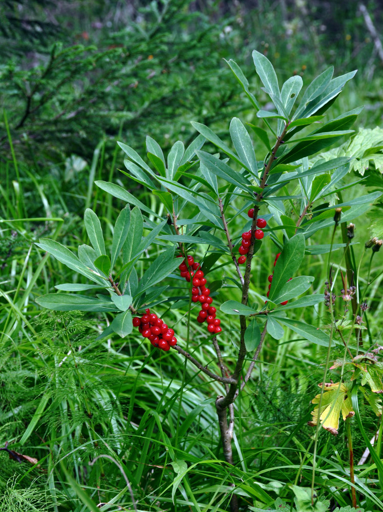 Image of Daphne mezereum specimen.