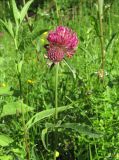 Trifolium alpestre. Верхушка цветущего растения. Кабардино-Балкария, Эльбрусский р-н, долина р. Каяртысу, ок. 1700 м н.у.м., луговина. 02.07.2019.