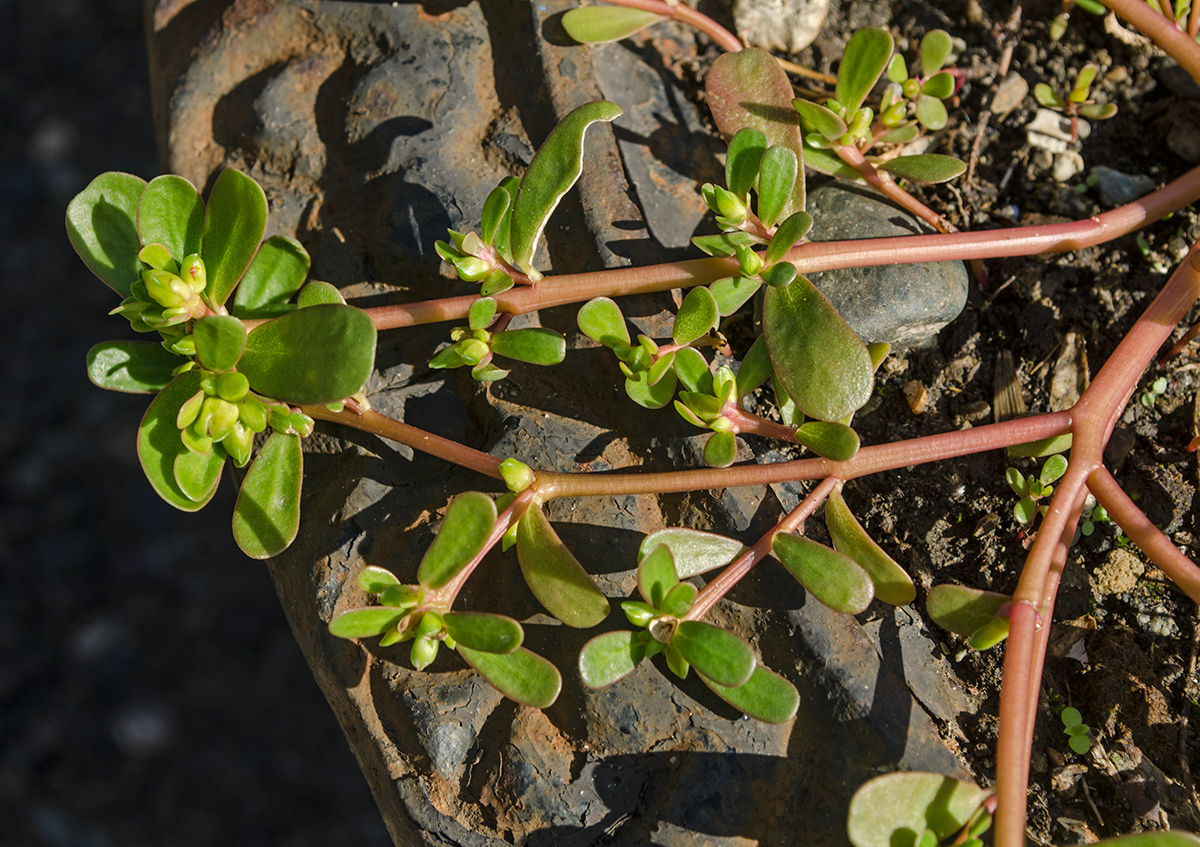 Image of Portulaca oleracea specimen.