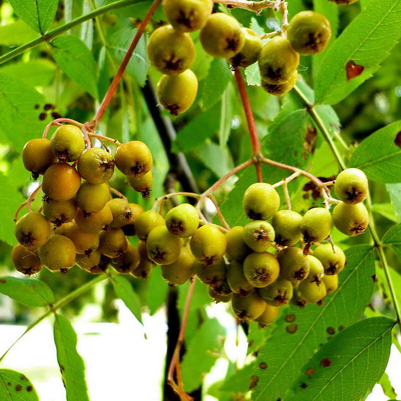 Image of Sorbus aucuparia specimen.