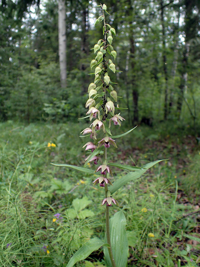 Изображение особи Epipactis helleborine.