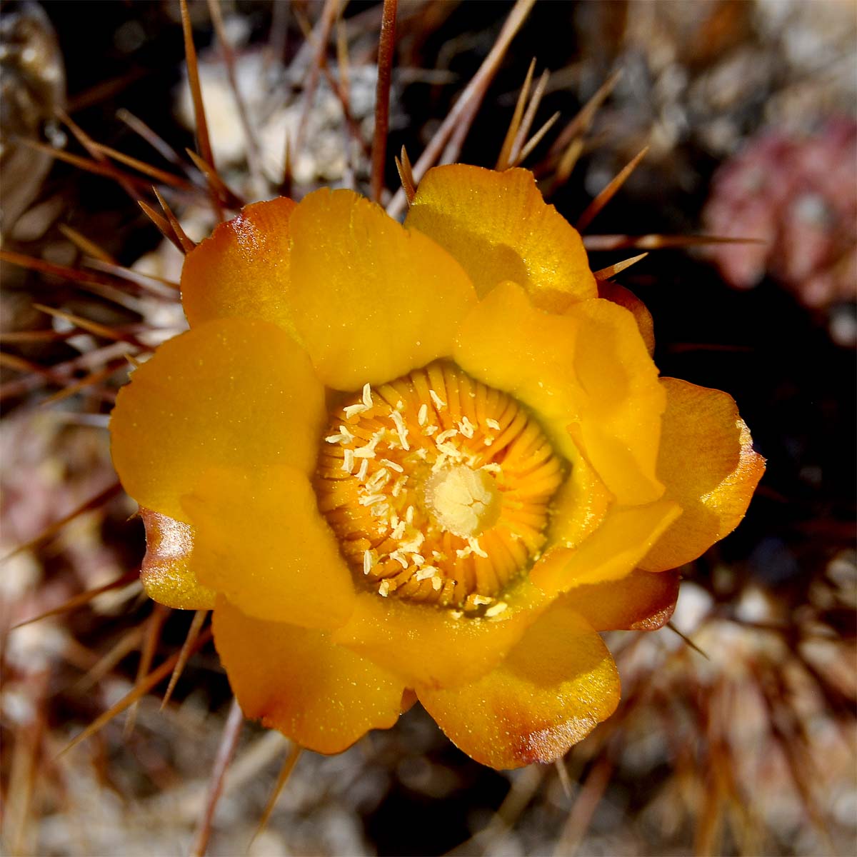 Image of Cumulopuntia sphaerica specimen.