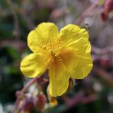 Helianthemum nummularium. Цветок. Челябинская обл., г. Челябинск, Ботанический сад ЧелГУ, в культуре. 08.10.2019.