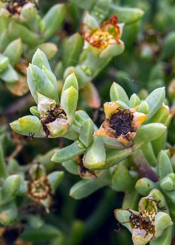 Image of familia Aizoaceae specimen.