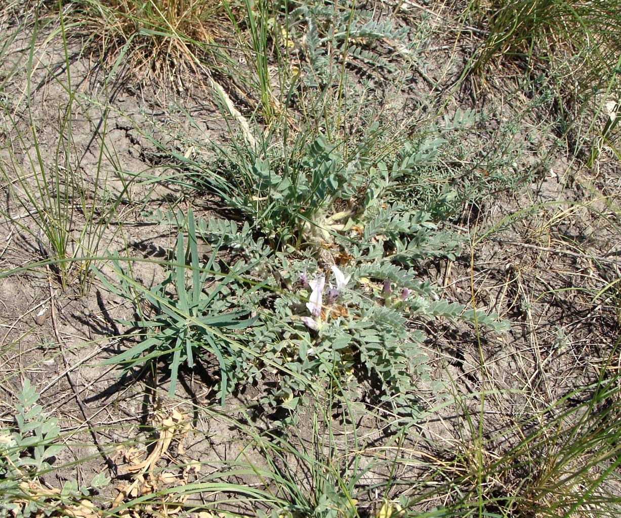 Изображение особи Astragalus sareptanus.