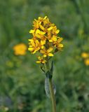 Ligularia altaica