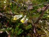 Melampyrum pratense. Верхушка побега с соцветием. Свердловская обл., окр. г. Североуральск, склон Сосьвинского хребта. 29.06.2010.
