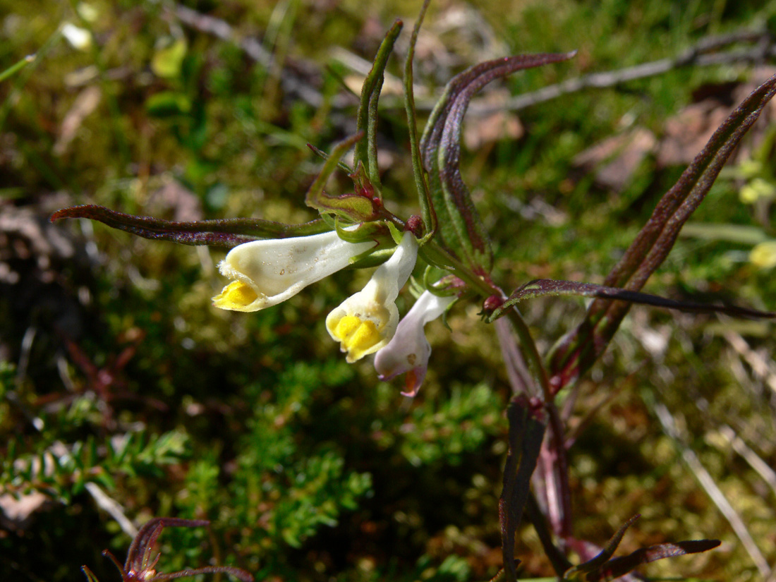 Изображение особи Melampyrum pratense.