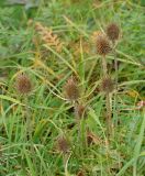 Dipsacus fullonum
