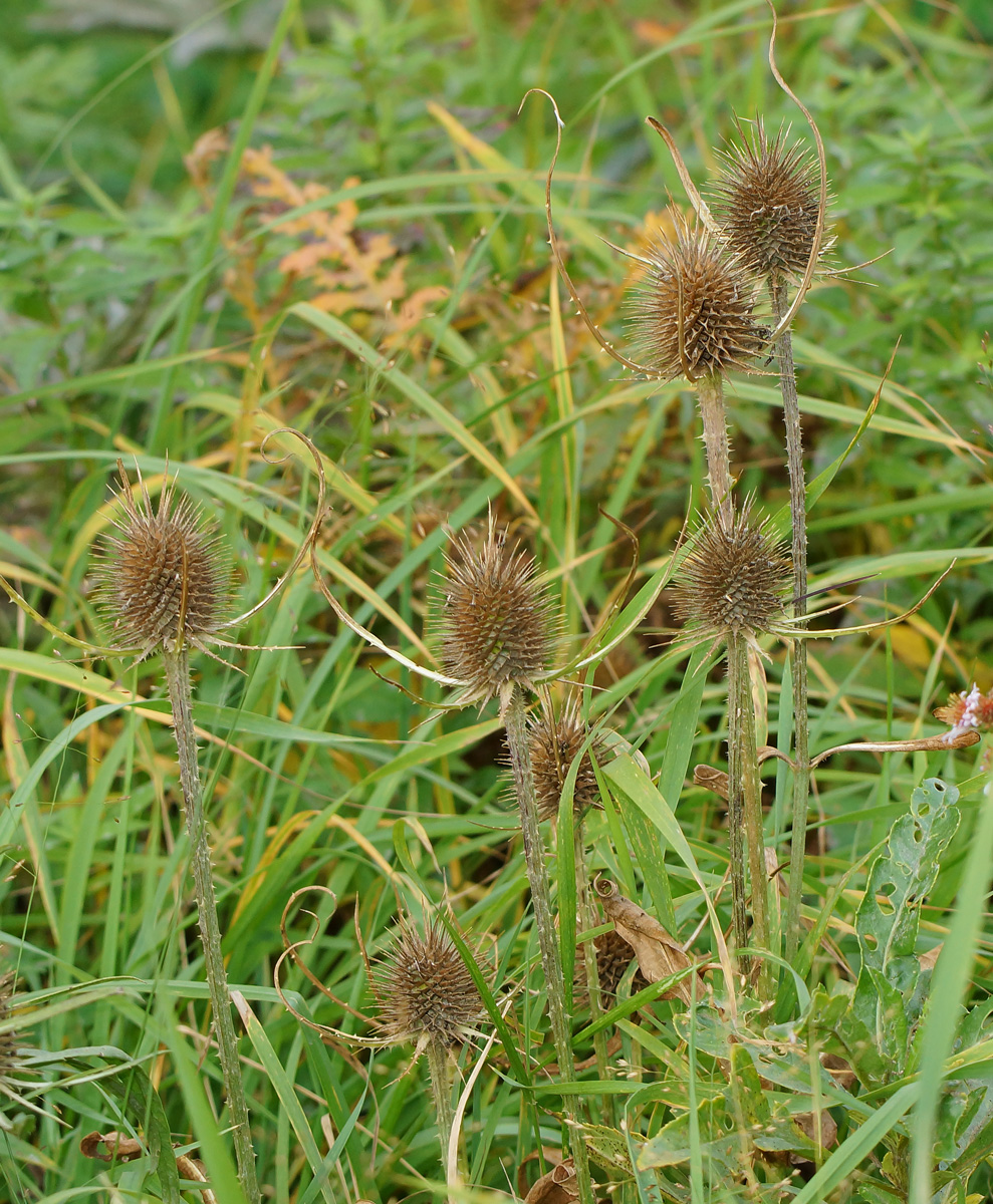 Изображение особи Dipsacus fullonum.