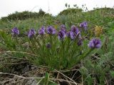 Polygala hybrida. Цветущее растение на открытом щебнистом склоне в поясе арчовника. Казахстан, окр. Алматы, Заилийский (Илейский) Алатау, Большое Алмаатинское ущелье, окр. Большого Алмаатинского озера, ≈ 2500 м н.у.м. 16.05.2018.