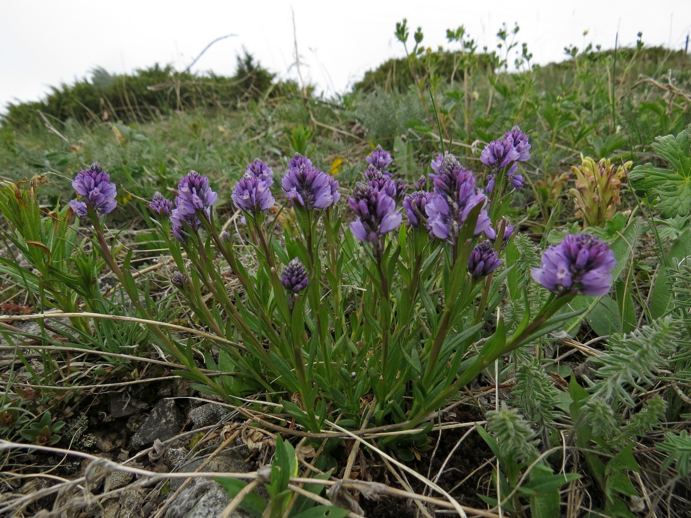 Image of Polygala hybrida specimen.