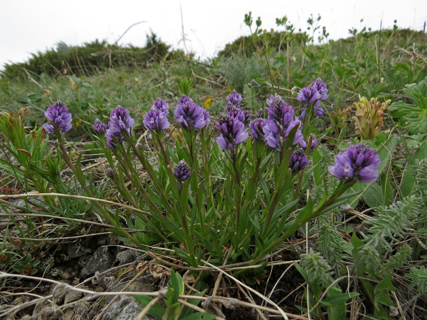 Изображение особи Polygala hybrida.