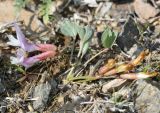 Astragalus subspecies coloratus