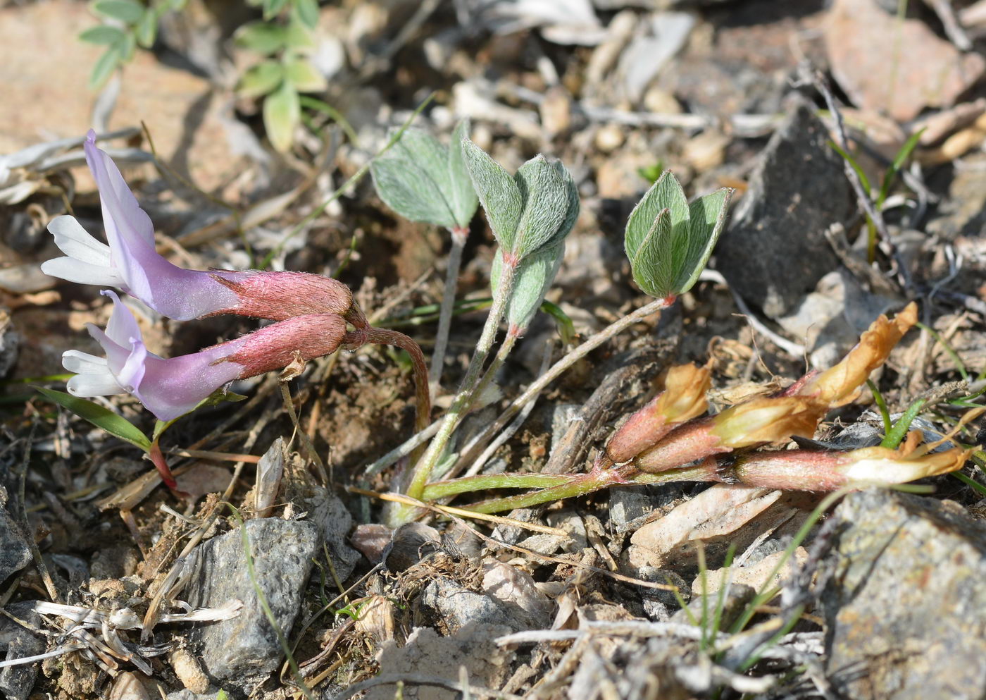 Изображение особи Astragalus kasachstanicus ssp. coloratus.
