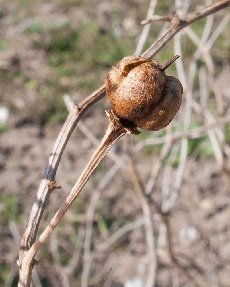 Image of Peganum harmala specimen.