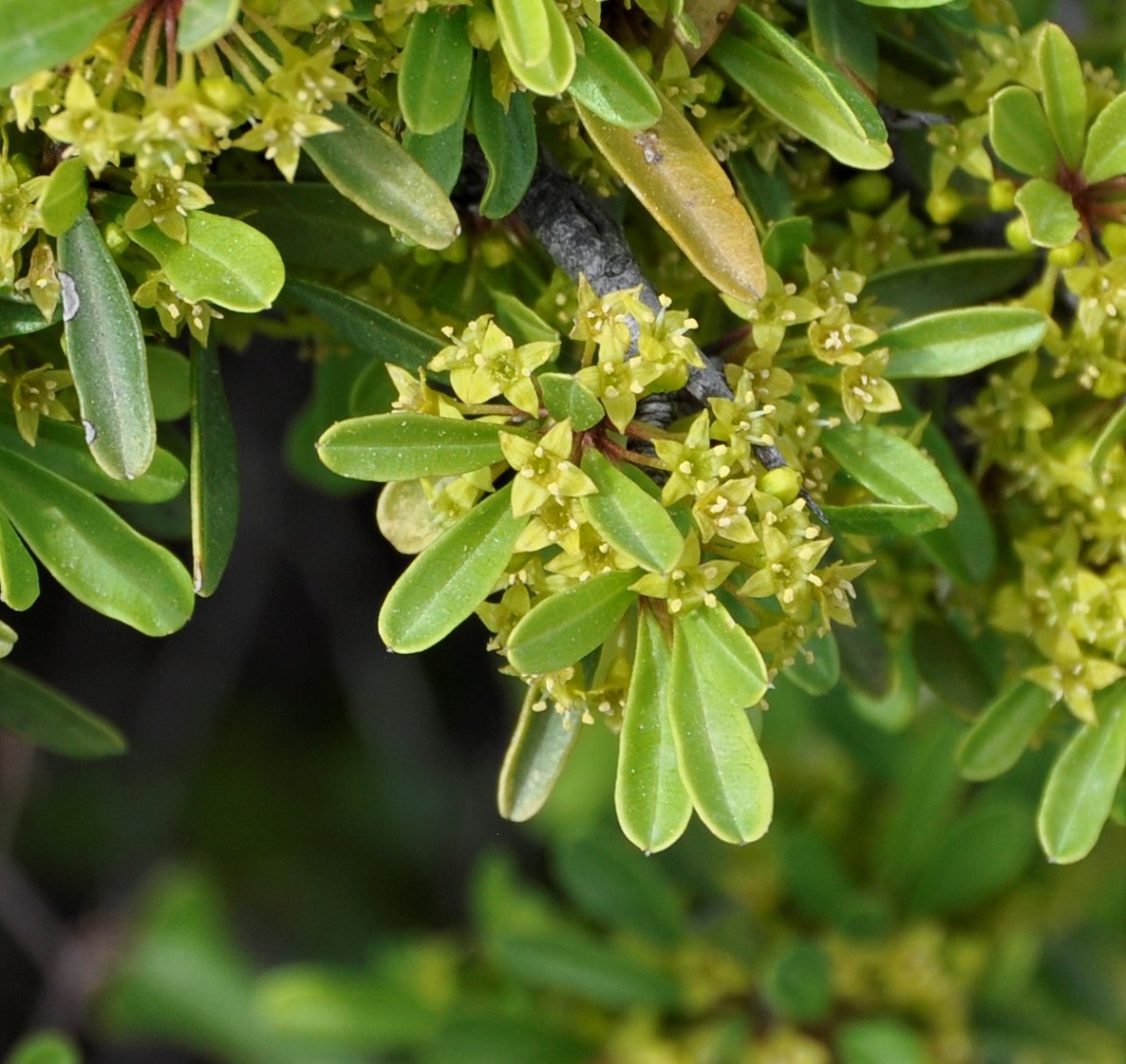 Image of Rhamnus lycioides ssp. graeca specimen.