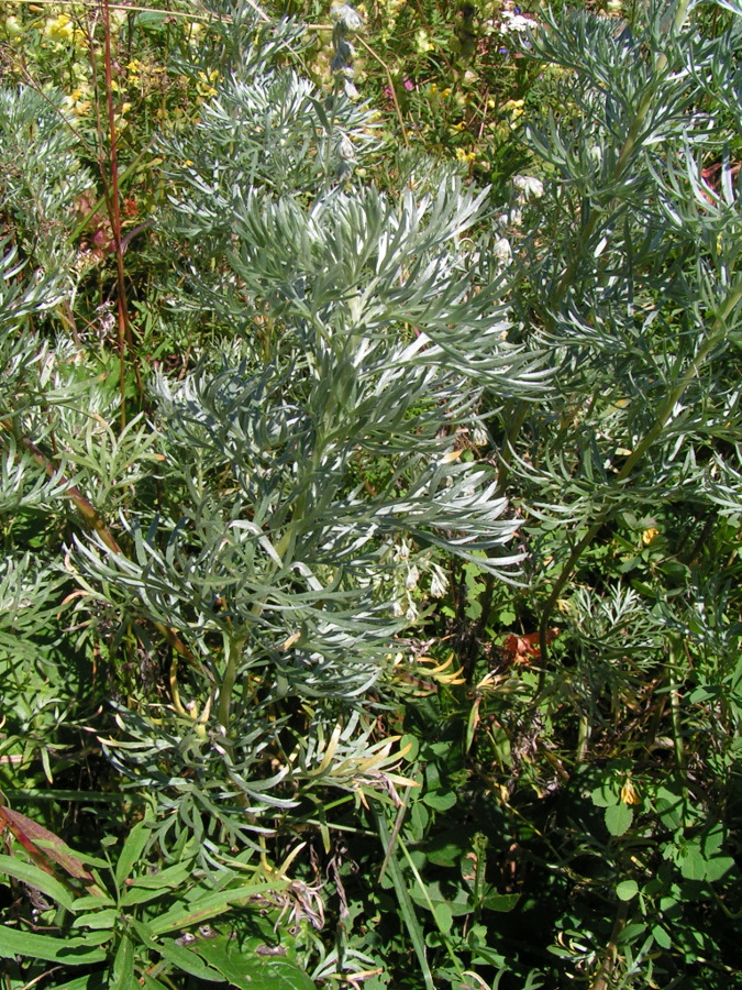 Image of Artemisia sericea specimen.