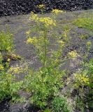 Pastinaca sylvestris