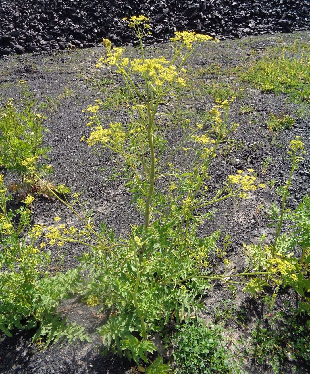 Изображение особи Pastinaca sylvestris.