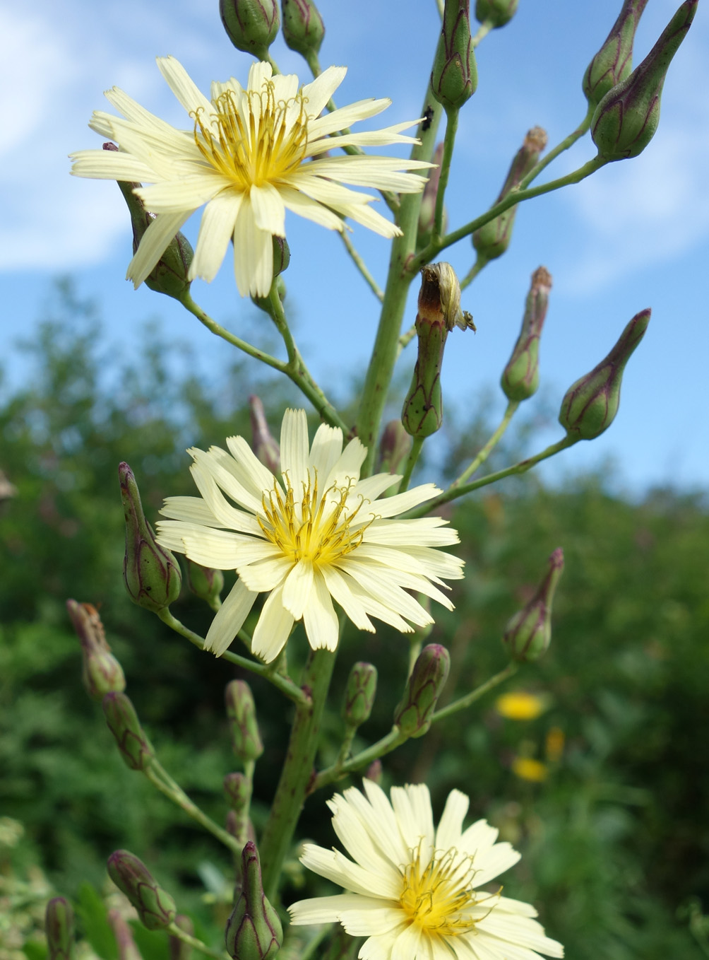 Изображение особи Lactuca indica.